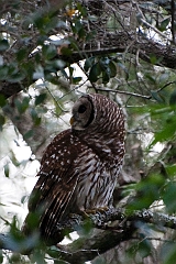Barred owl-13-092511